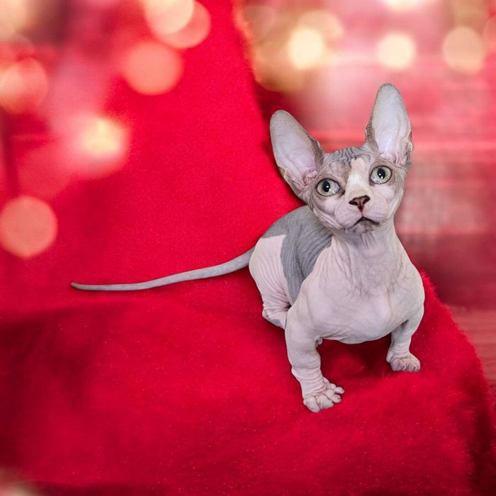 Експериментальні породи кошенят