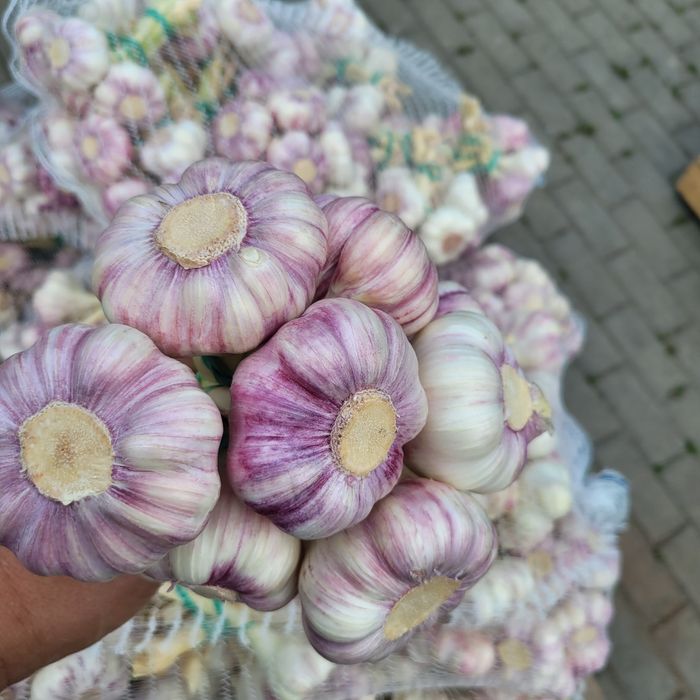 Czosnek świeży kaliber 6,5cm