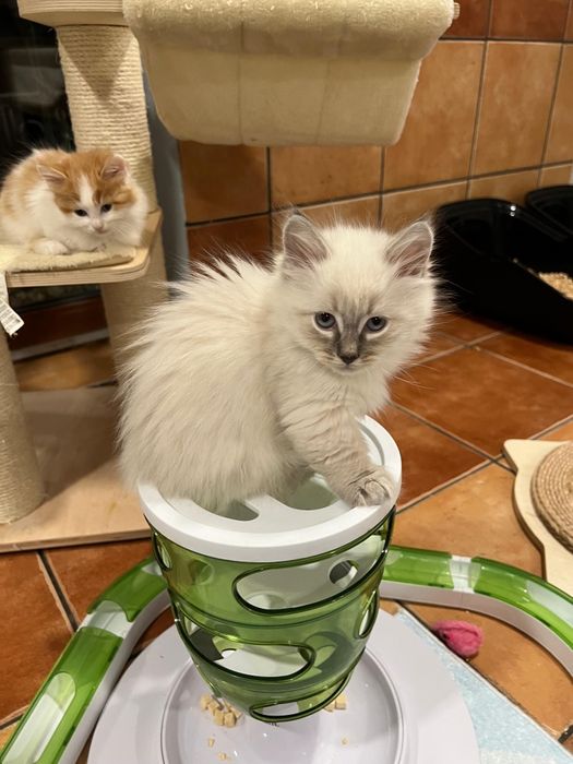 Kot Rasy Munchkin Krótkołapy - Carska Maskotka*PL