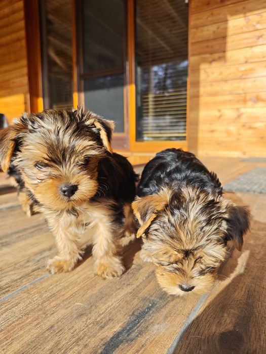 Piesek rasy Yorkshire terrier