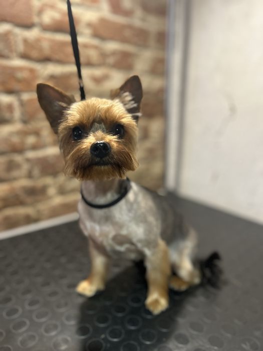 Послуги грумера центральний ринок