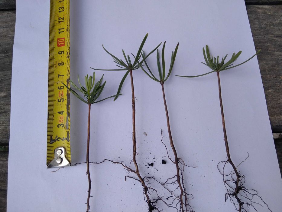 Jodła Kaukaska 5-10 cm