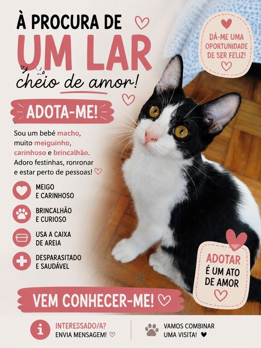 Gatinhos bebés para adoção