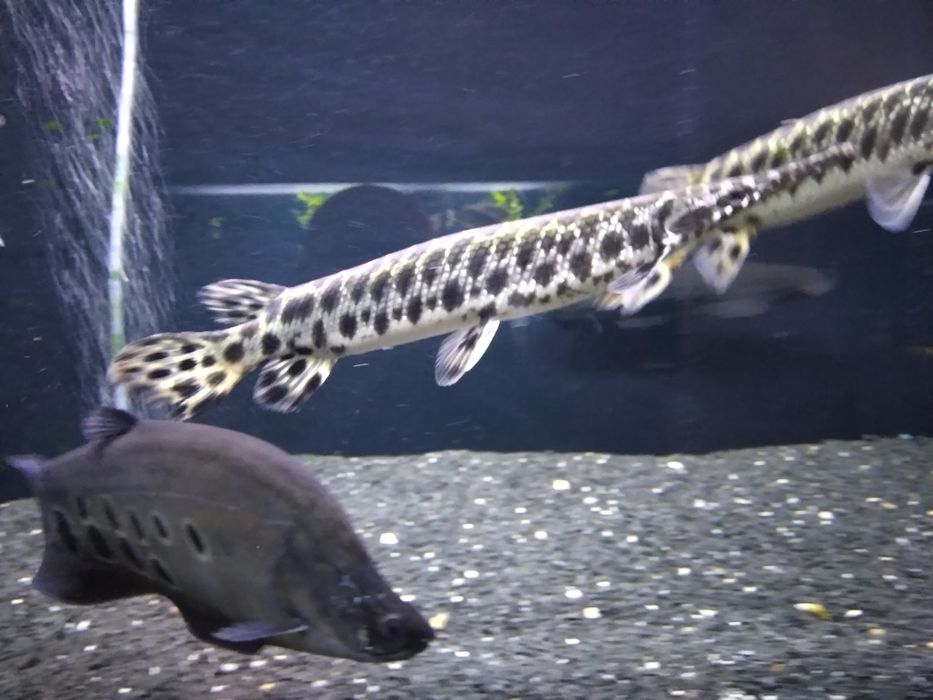 , Niszczuka Plamista  35 - 40 cm