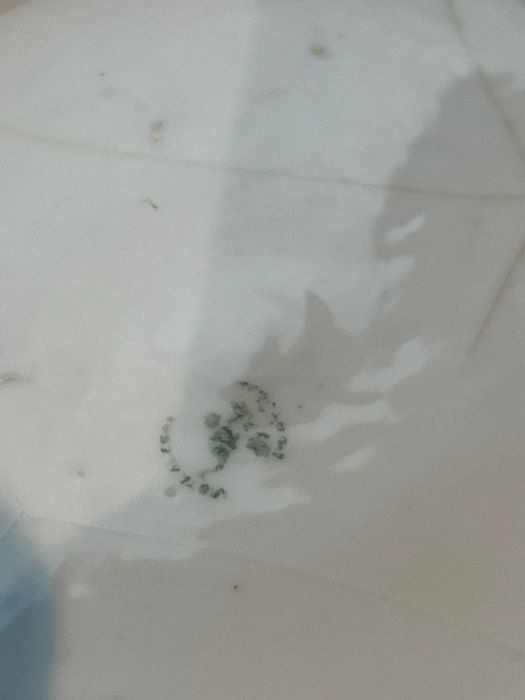 Penico centenário, Vista Alegre