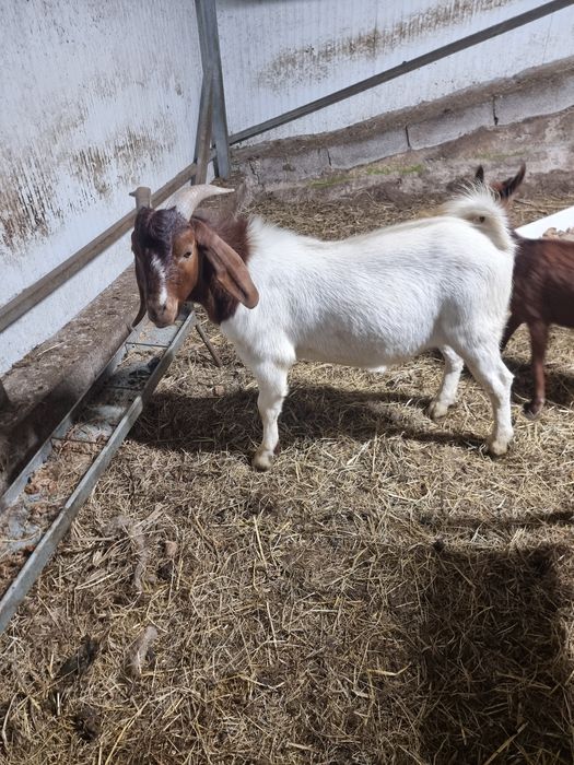 Vendo cabrito Boer