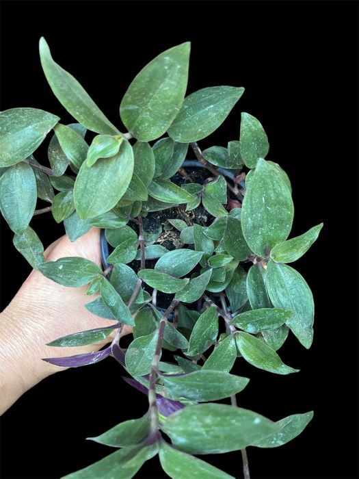 Varias tradescantias