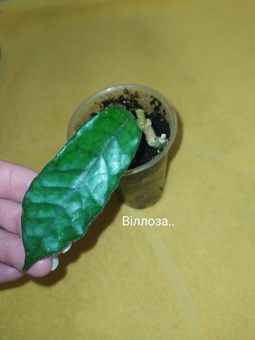 Хойї,пот офголд,сабах б'юті,фінлайсоніі,віллоза, інші ..