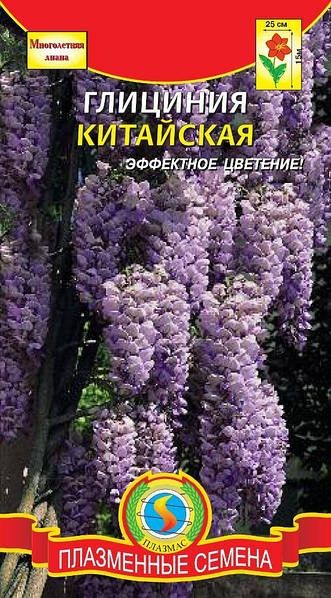 Семена Глициния китайская 10 шт. Насіння Гліцінія бузкова