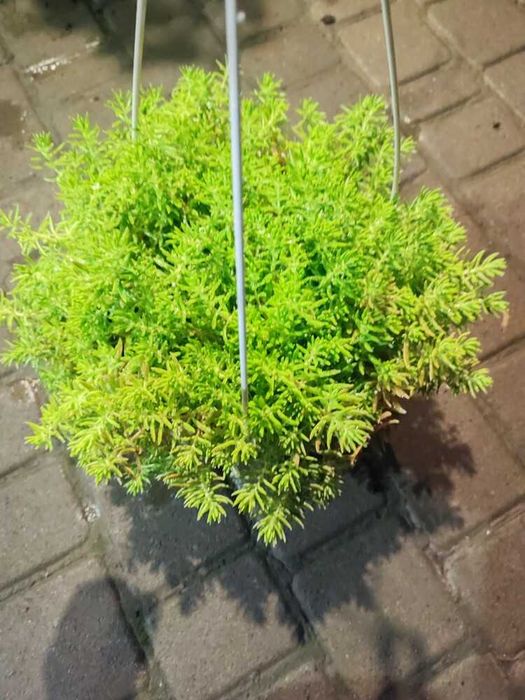 очиток скальний почвопокровний, седум