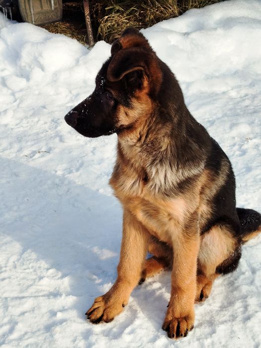 Кобель німецької вівчарки