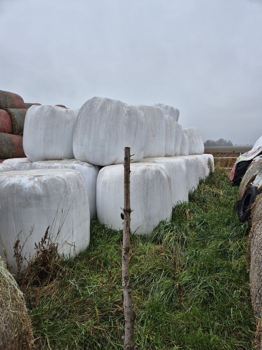 Sianokiszonka 2025 z sianych łąk