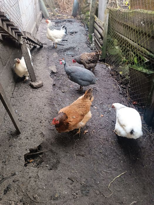 Цісарки     самець