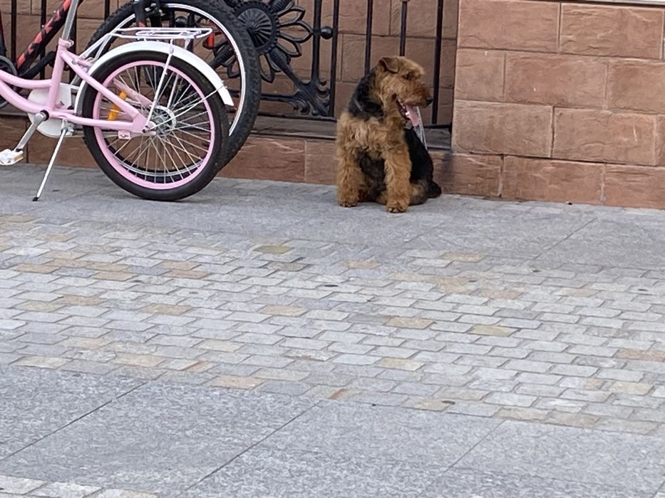 Terier walijski (suczka)