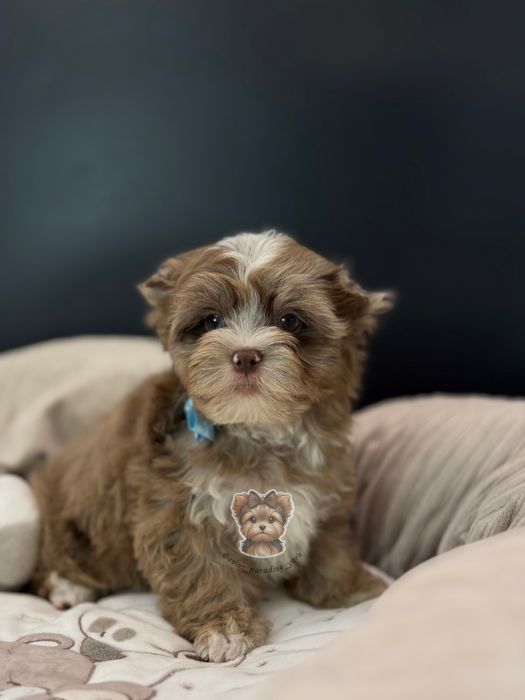 Цуценя Йорк ліловий мерле