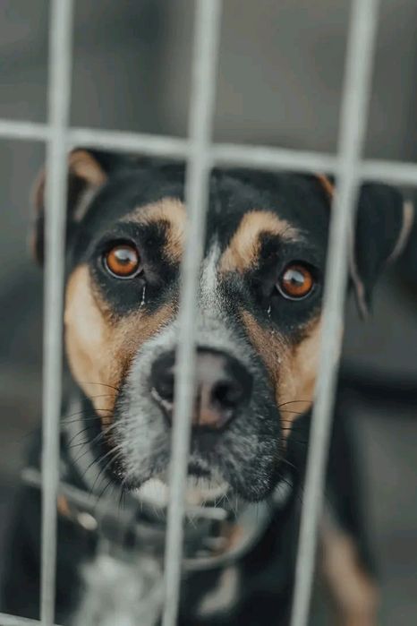 Czesio poleca się do adopcji / schronisko , w Rybniku