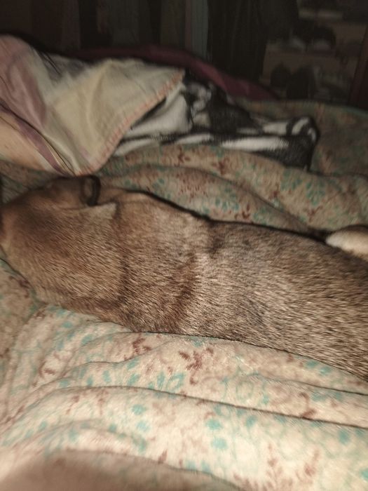 Dou cadelinha achadas na rua