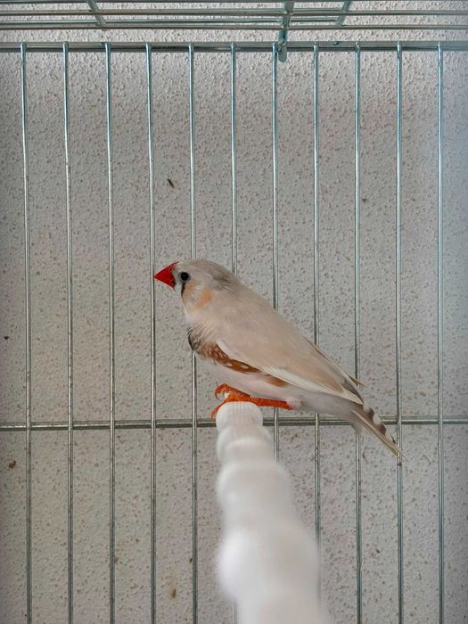 Aves mandarins brancos