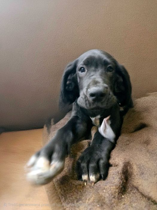 Dog niemiecki przecudny szczeniak Hodowla Dolce Lalla