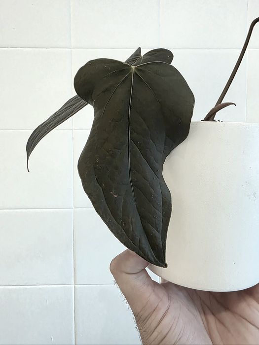 Anthurium Queen of Hearts
