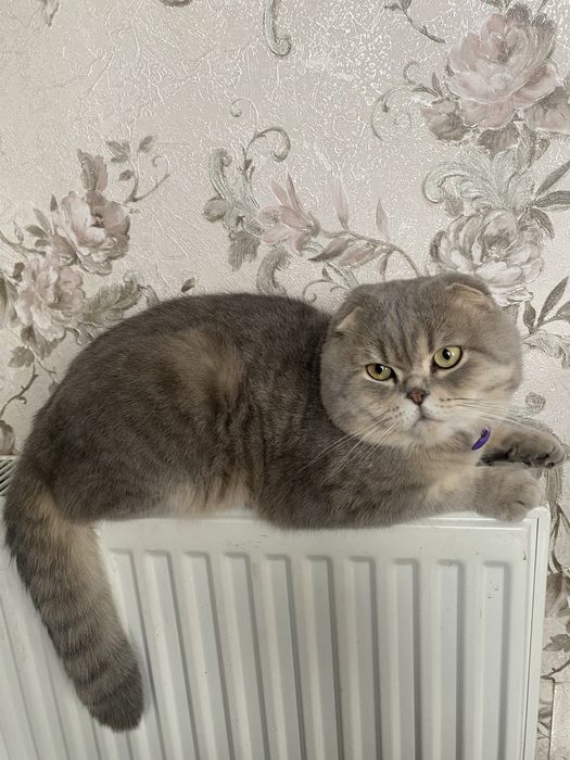 Продам скотиш фолд
