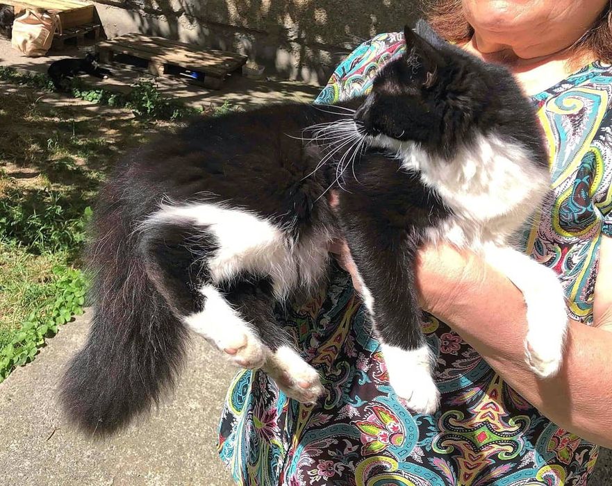 Пухнаста кішечка в добрі руки