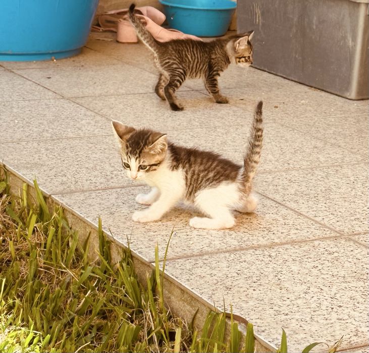 Dá-se gatos para adoção responsável