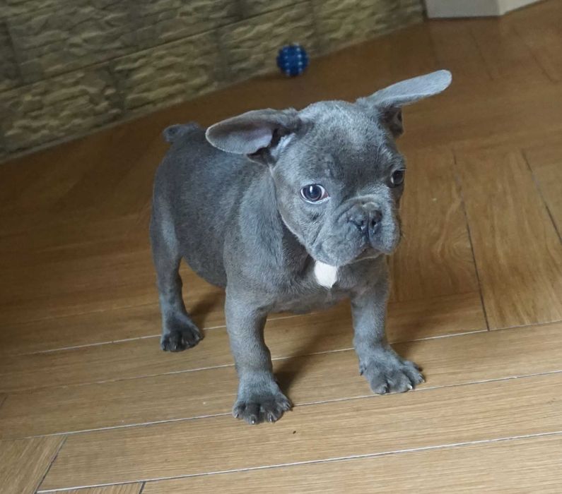 błękitny piesek buldog francuski