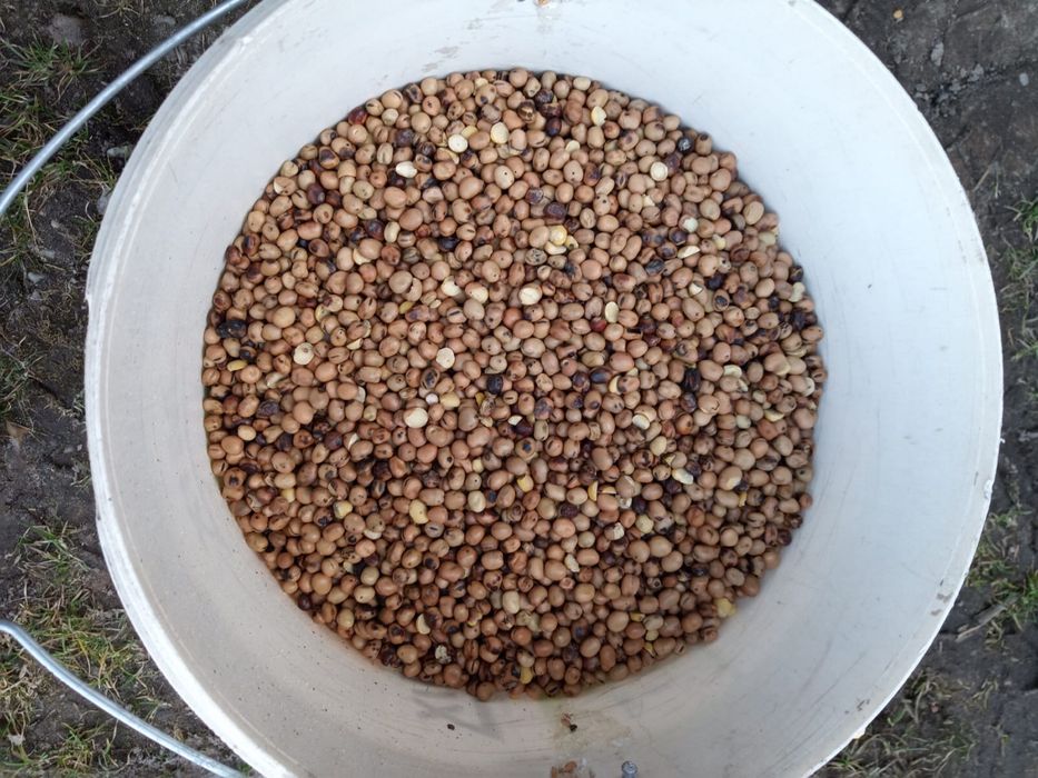 Bobik cały zbiór 2025