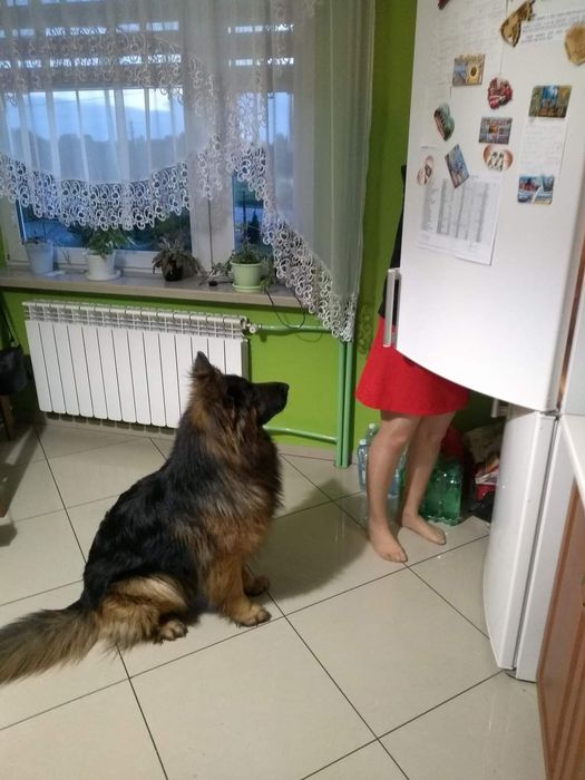 Cały czas szukamy Flamy - Flama nadal poszukiwana - owczarek niemiecki