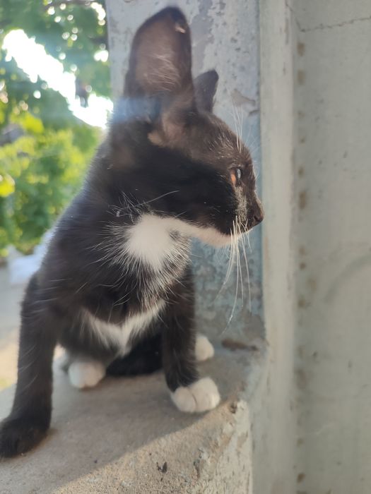 Отдам котят в хорошие руки.