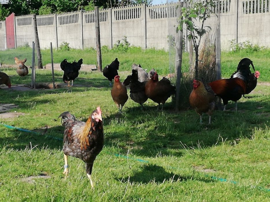 Jajka swojskie od kur zielononòżek i niosek z wolnego wybiegu