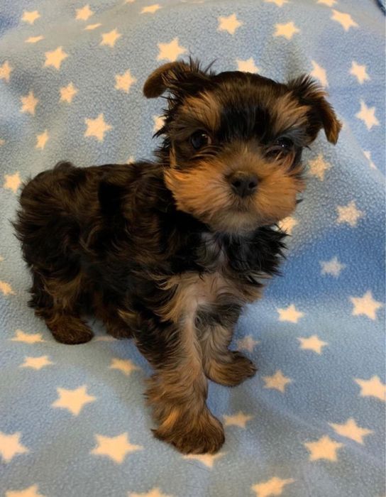 Yorkshire Terrier Minimi