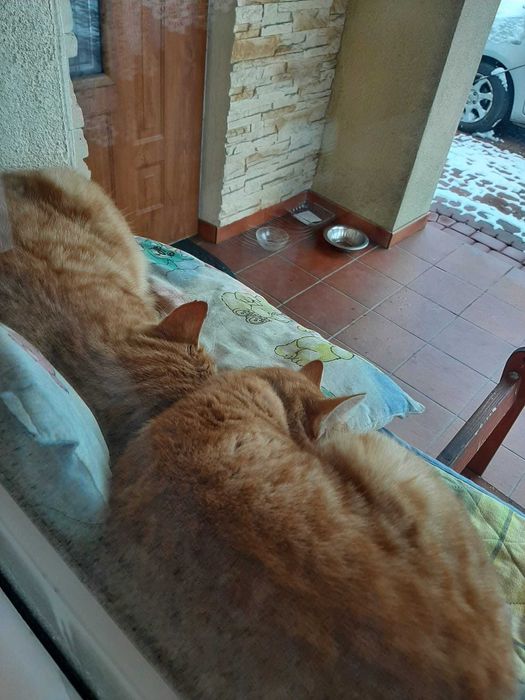 Bolek i Lola, dwa rude kociaki