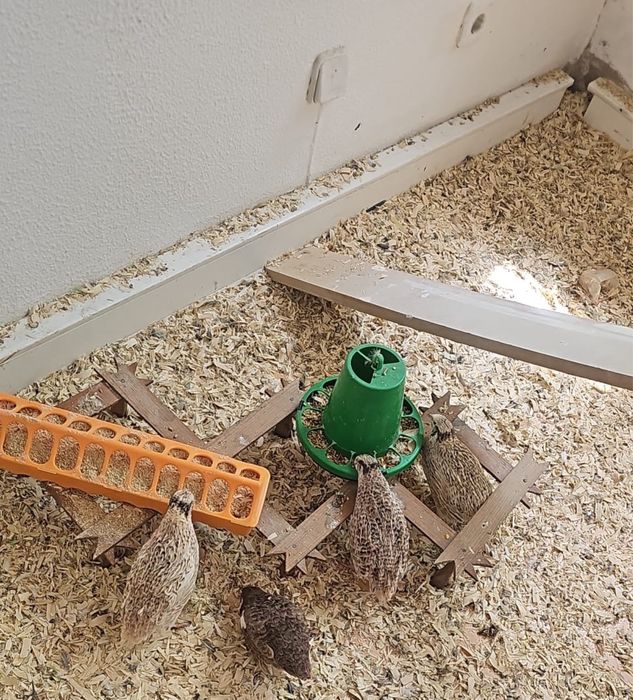 Vendo ovos de codorniz