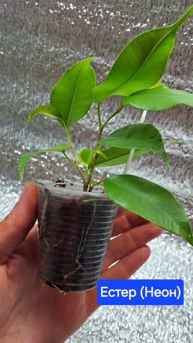 Мирт, фікус Анастасія Алі Естер Неон сциндапсус Золотистий драцена