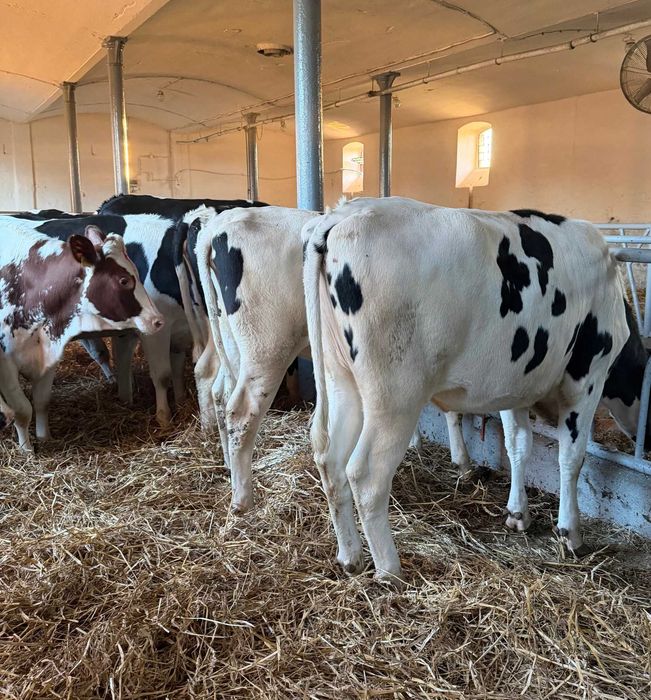 Jałówki hodowlane niemieckie