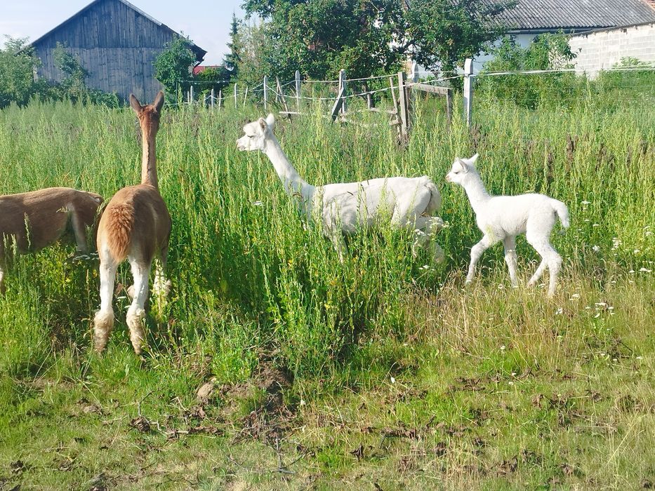 Sprzedam alpaki, alpake