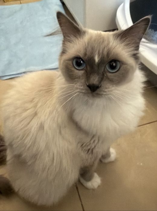 Kotka ragdoll blue point