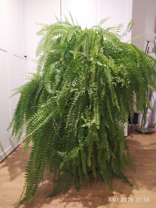 4x duża paprotka paprotki kwiat doniczkowy