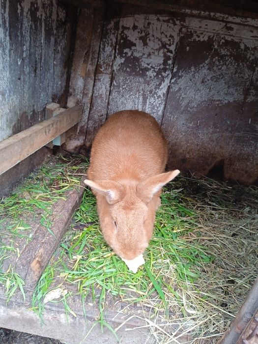 Кролиця порістна