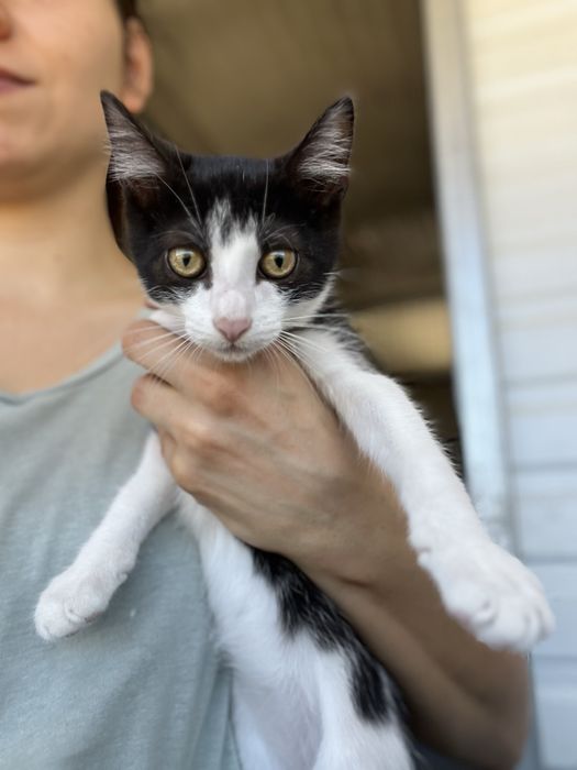 Oreo- Gatinha bebé para Adoção