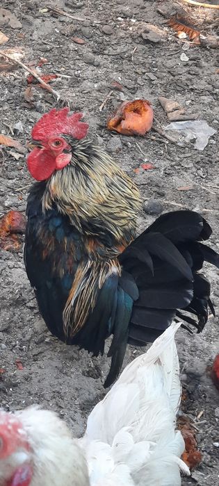 Декоративні півники і курочки