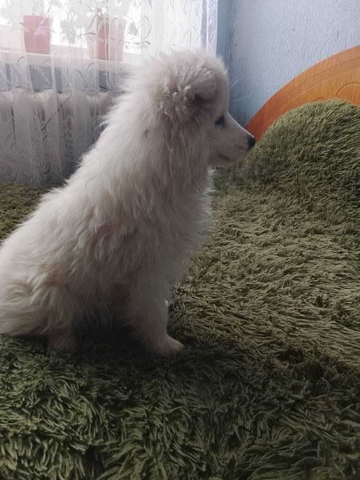 Самоїдська собака