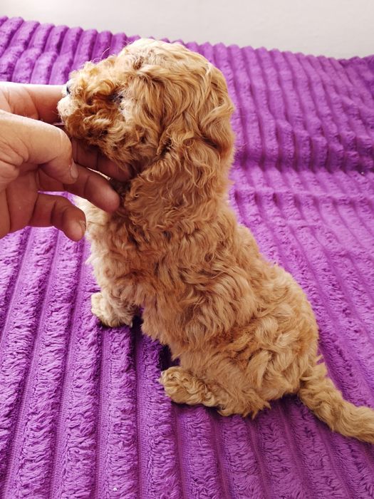 Pudel miniaturowy
