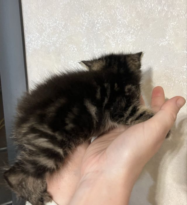 Продам маленьких котяток