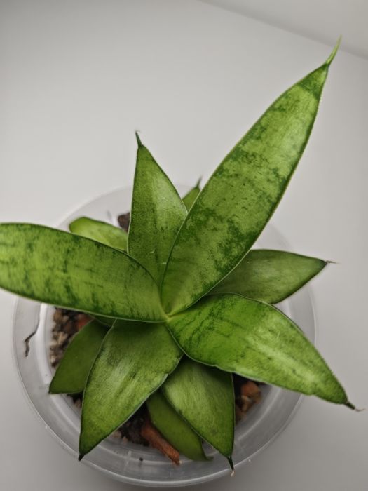 Sansevieria Kumara