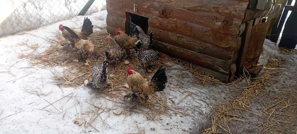 Koguciki miniaturowe ozdobne