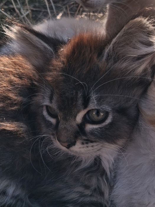 Віддам кошеня, кілька місяців. В добру сім'ю
