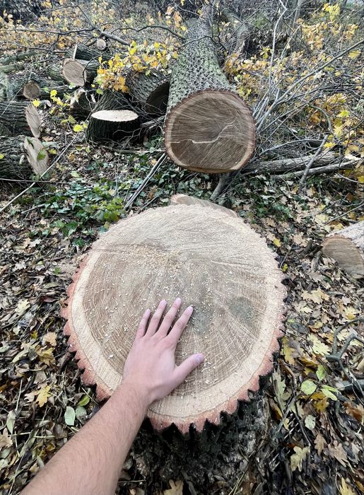 Alpinistyczna Wycinka Drzew